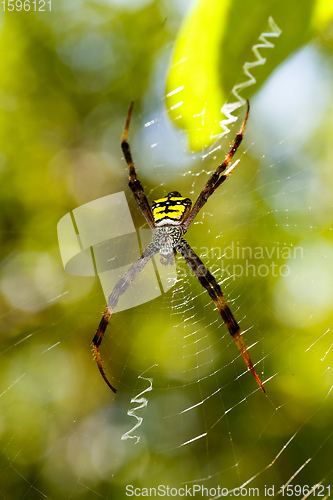 Image of spider Argiope aemula, Indonesia wildlife