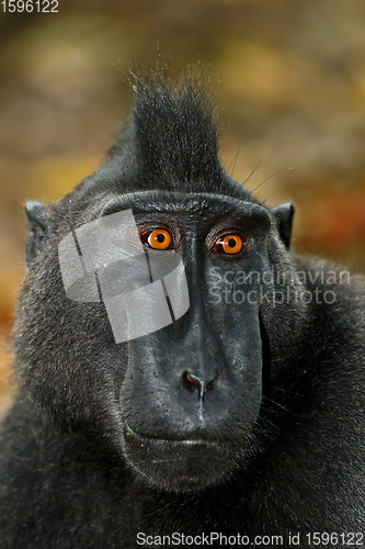 Image of Celebes crested macaque, Sulawesi, Indonesia wildlife