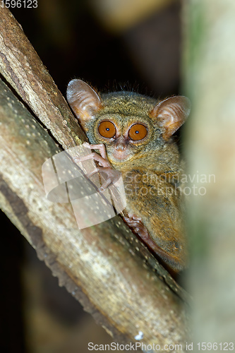 Image of Tarsius spectrum,Tangkoko National Park, Sulawesi