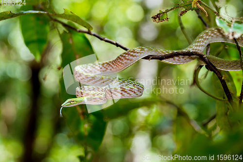 Image of Asian Vine Snake, north Sulawesi, Indonesia wildlife