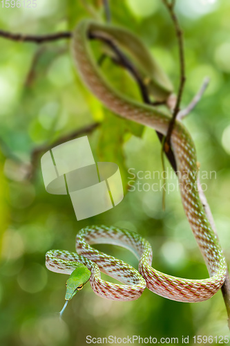 Image of Asian Vine Snake, north Sulawesi, Indonesia wildlife