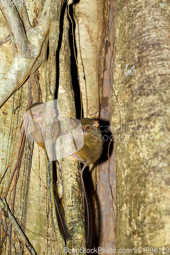 Image of Tarsius spectrum,Tangkoko National Park, Sulawesi