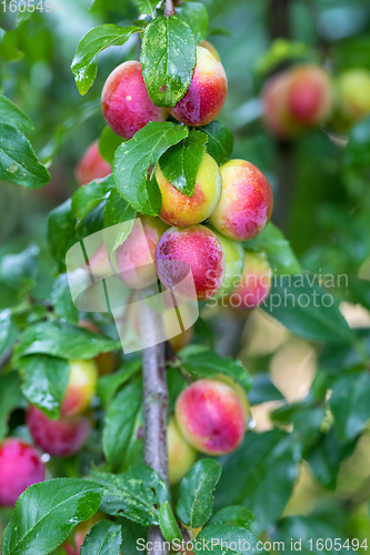 Image of red plum mirabelle, Prunus domestica