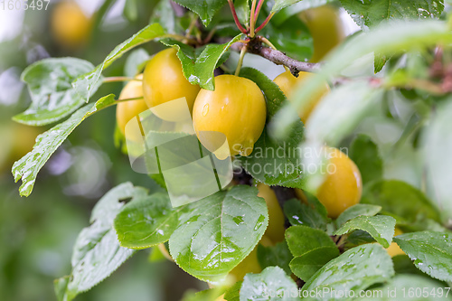 Image of yellow plum mirabelle, Prunus domestica