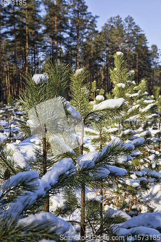 Image of planting new pine trees