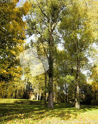 Image of autumn landscape with maple