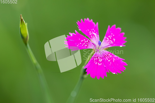 Image of ianthus Deltoides pink flower close up