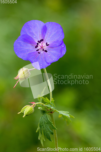 Image of Delicate blue flowers of the meadow geranium pratense