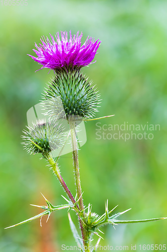 Image of Spear Thistle, Cirsium Vulgare flower