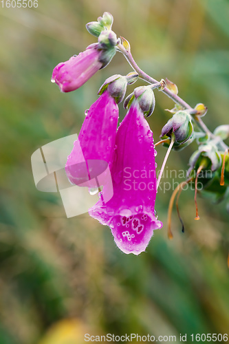 Image of pink flower Foxglove - Digitalis Purpurea