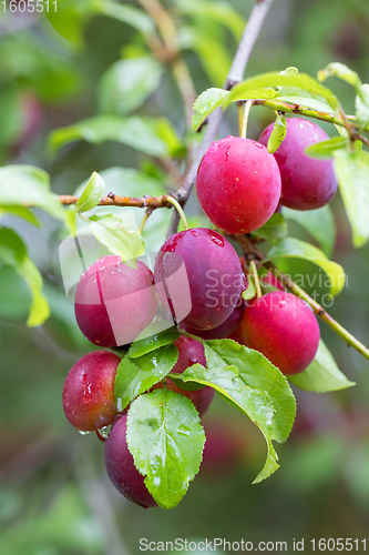 Image of red plum mirabelle, Prunus domestica