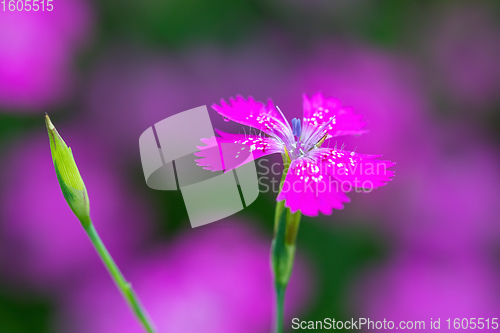 Image of ianthus Deltoides pink flower close up