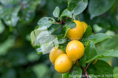 Image of yellow plum mirabelle, Prunus domestica