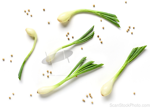 Image of green onion and pepper