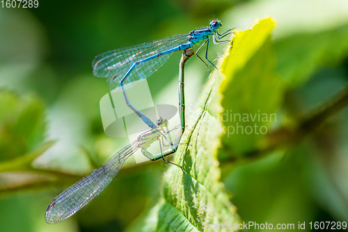 Image of matting dragonfly, Coenagrion hastulatum