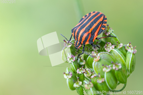 Image of bug graphosoma lineatum - striped beetles