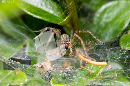 Image of Nursery Web Spider, Pisaura Mirabilis