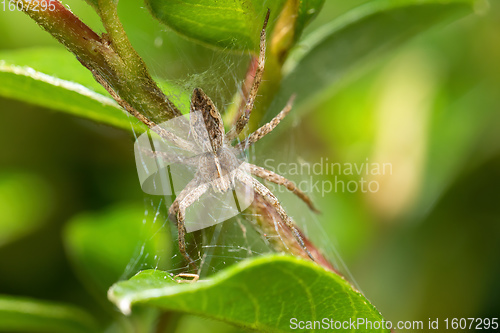 Image of Nursery Web Spider, Pisaura Mirabilis