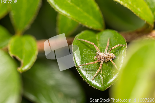 Image of Nursery Web Spider, Pisaura Mirabilis