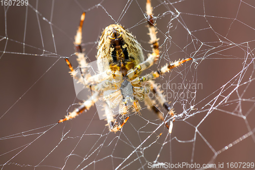 Image of Garden cross spider sitting on web