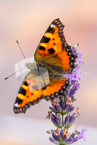 Image of Small tortoiseshell butterfly on lavender