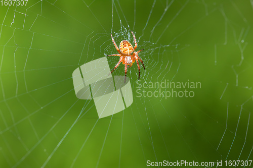 Image of Garden cross spider sitting on web