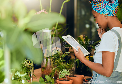 Image of Tablet, small business or black woman working on a digital strategy in store for flowers or plants commerce. SEO, agro manager or entrepreneur thinking or networking online with a retail supplier