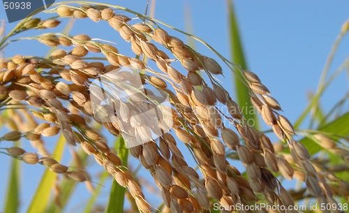 Image of Rice field detail