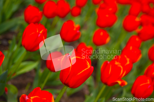 Image of colorful tulips field