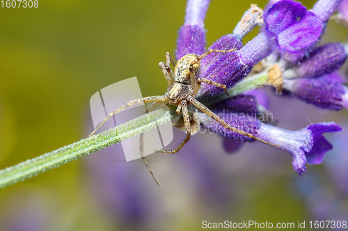 Image of brown spider waiting for its prey