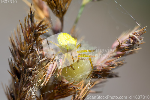 Image of Cucumber green spider on grass in forest