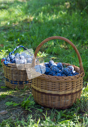 Image of Freshly torn plums in the basket