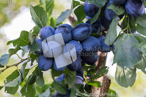 Image of Tree Branch Full of Plums