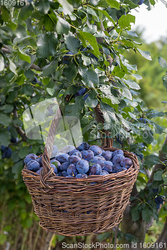 Image of Freshly torn plums in the basket