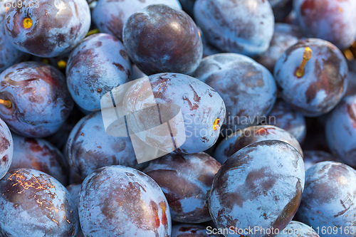 Image of Tree Branch Full of Plums