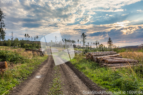 Image of Piled logs of harvested wood in forest