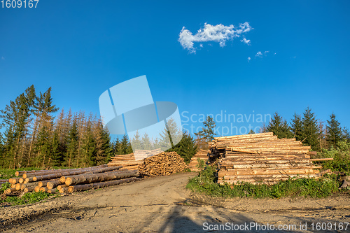 Image of Piled logs of harvested wood in forest