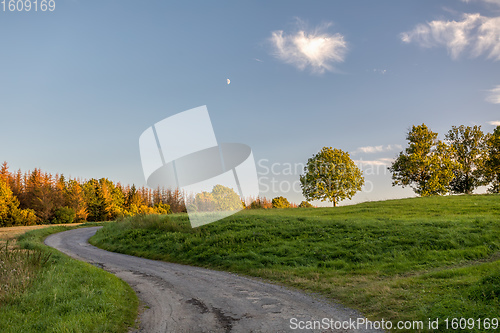 Image of Landscape with tree after bark beetle attack