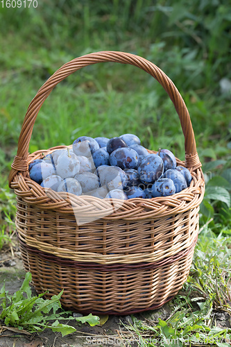 Image of Freshly torn plums in the basket