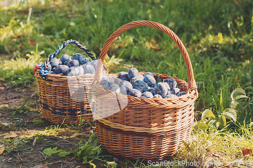 Image of Freshly torn plums in the basket