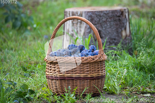 Image of Freshly torn plums in the basket