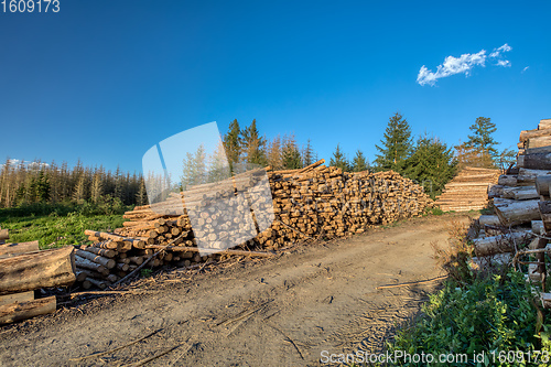 Image of Piled logs of harvested wood in forest