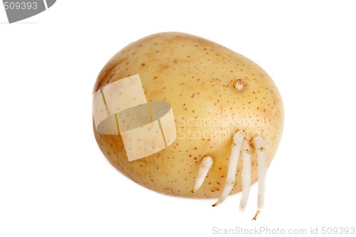 Image of Potatoe