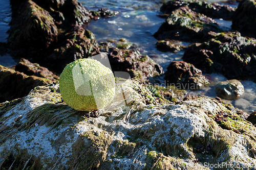 Image of Adam's apple on the seashore.