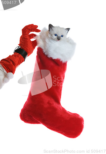 Image of Christmas kitten