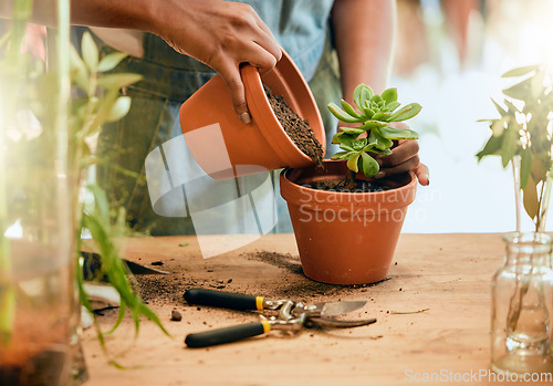 Image of Pot plant, soil and woman hands gardening for sustainability, eco environment and garden or greenhouse. Person with succulent plants with leaf to grow, plant and care for during development process