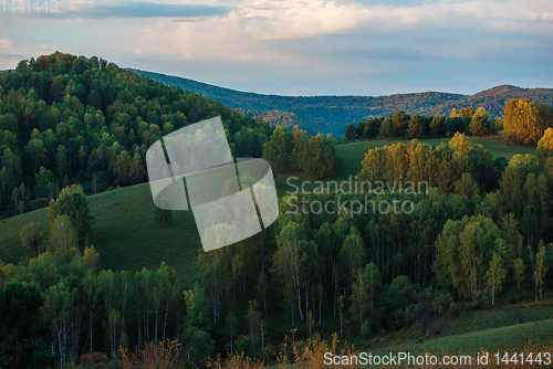 Image of A herd of sheep in the Altai mountains.