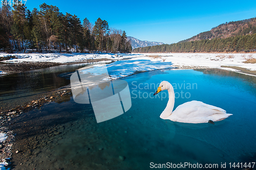 Image of Swans swimming in the lake
