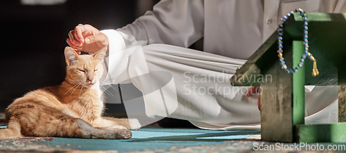 Image of Muslim, cat or hands in prayer on carpet for peace, mindfulness or support from Allah in holy temple or mosque. Kitten, Islamic or spiritual person praying to worship God on Ramadan Kareem in Qatar