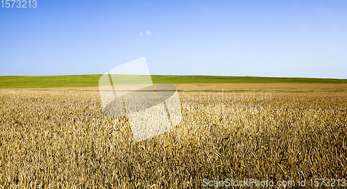Image of agricultural field with yellowed wheat